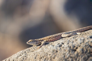Lizard on a rock