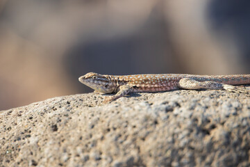 Lizard on a rock, close-up