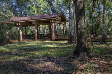 The beautiful vibrant green moss covers the bottom of a tree in Lettuce Lake Park Tampa Florida....