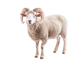 Obraz premium a ram with horns standing