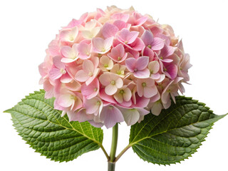 Beautiful Pink Hydrangea Flower Isolated on Transparent Background