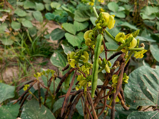 a green gram plant with numerous yellow flowers and developing pods. The pods are long and slender,...