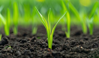 A small, fresh green plant emerges and grows towards the light in dark, fertile soil, symbolizing new beginnings.	