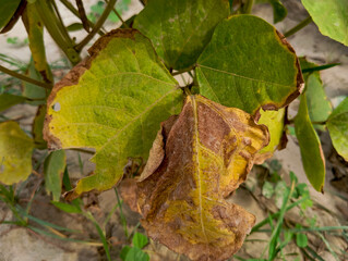 green gram plant with a leaf showing signs of disease. The leaf is partially yellow and has dark...