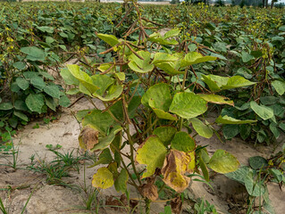 green gram plant with a leaf showing signs of disease. The leaf is partially yellow and has dark brown spots. The surrounding leaves appear healthy and green. The background is blurred and shows other
