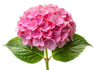Beautiful Pink Hydrangea Flower Isolated on Transparent Background