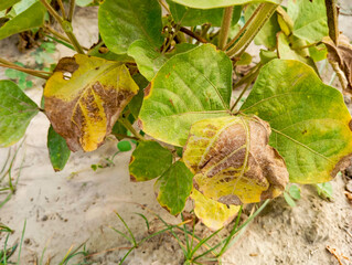 green gram plant with a leaf showing signs of disease. The leaf is partially yellow and has dark...