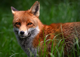 A close up of a Red Fox in the grass