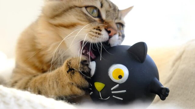 The cat gnaws and bites a rubber toy, chewing,  milk teeth changing,  new young teeth are growing