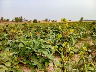 a green gram plant with numerous yellow flowers and developing pods. The pods are long and slender, with a slightly curved shape. They are a dark brown color and appear to be filled with small, round 