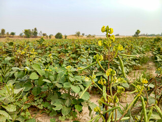 a green gram plant with numerous yellow flowers and developing pods. The pods are long and slender,...