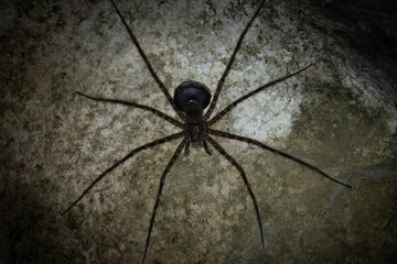 Fishing spider (Trechalea) with egg sac, Costa Rica