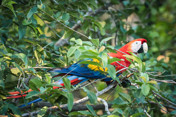 Portrait of a Scarlet macaw (Ara macao) in the canopy, Costa Rica