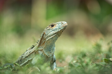 Close-up of a spiny-tailed iguana (Ctenosaura similis), Costa Rica