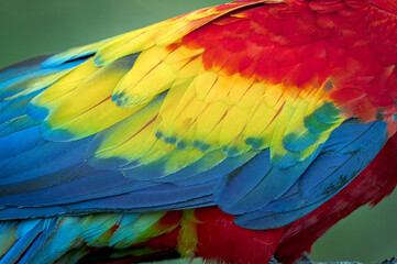 Obraz premium Close-up of the feathers of a scarlet macaw (Ara macao), Costa Rica 