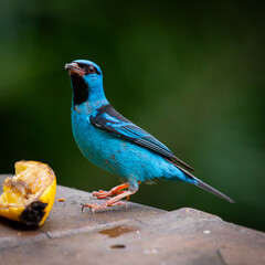 The blue Dacnis cayana (Saíra Bico fino azul) Bird feeding on banana.