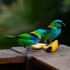 Seven colored tanager feeding, yellow green blue color, forest, wild life