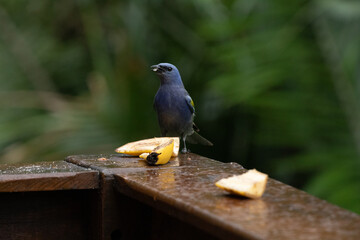 The blue Dacnis cayana (Saíra Bico fino azul) Bird feeding on banana.