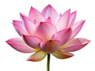 White Lotus Flower Isolated on Transparent Background in Full Bloom