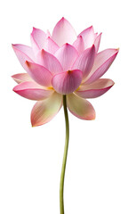 White Lotus Flower Isolated on Transparent Background in Full Bloom