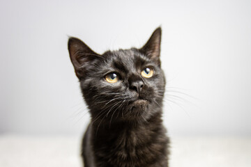 A close-up photo of a black cat with striking yellow eyes wearing a collar. The sleek fur and attentive gaze create a mysterious and elegant atmosphere. Perfect for pet, feline, and animal-related the