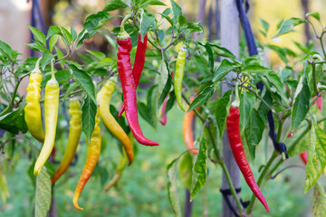 hot pepper pods on the plant