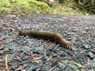 A close up image of a small green slimy slug crawling across the rain forest floor.