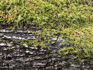 An abstract image of rough old tree bark covered with thick green moss.