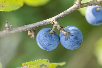 Blackthorn branch showing ripe sloe berries in autumn