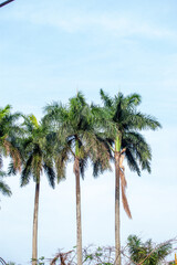 Palm tree on blue sky background. Copy space for text.