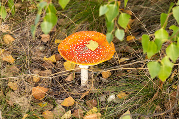 Red and white mushroom growing in green grass