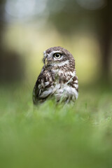 Little owl (Athene noctua) lounging in the grass