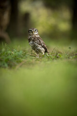 Little owl (Athene noctua) lounging in the grass