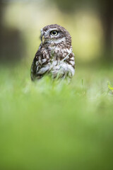 Little owl (Athene noctua) lounging in the grass