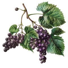 Obraz premium Grape branch old botanical illustration, isolated on a transparent background