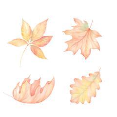 Autumn maple leaf in watercolor , flying orange foliage from tree on ground transparent background isolated template exact illustration of fall autumn