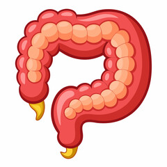 anatomy of human heart