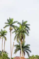 Obraz premium Palm tree on blue sky background. Copy space for text.