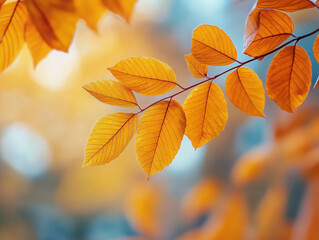 Obraz premium Vibrant autumn leaves cover the ground in a colorful display at a serene forest