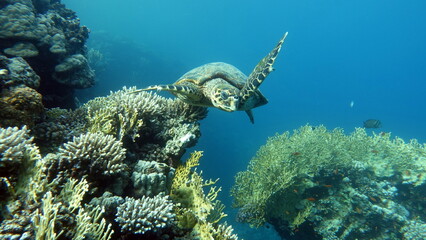 Hawksbill sea turtle (CR species) Hawksbill Turtle - Eretmochelys imbricata.
