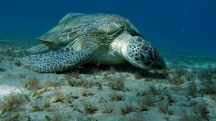 Fototapeta premium Green turtles are the largest of all sea turtles. A typical adult is 3 to 4 feet long and weighs between 300 and 350 pounds.