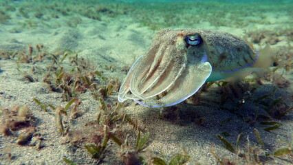 The pharaoh cuttlefish (Sepia pharaonis) has a large geographic range extending east to Zanzibar, west to Australia, and north to Japan. They cover the Indian Ocean, the Persian Gulf, the Red Sea.