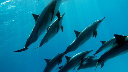 Dolphins. Spinner dolphin. Stenella longirostris is a small dolphin that lives in tropical coastal...