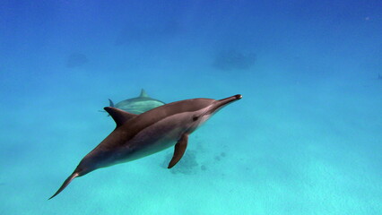 Dolphins. Spinner dolphin. Stenella longirostris is a small dolphin that lives in tropical coastal...