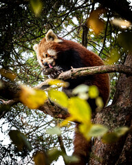 Roter Panda