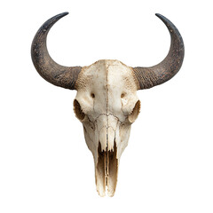 Beige bison skull isolated on transparent background