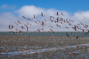Exposure of a flamingo flock in the salt pans of Walvis Bay, Namibia, Africa