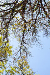 Obraz premium Trees in the rainforest