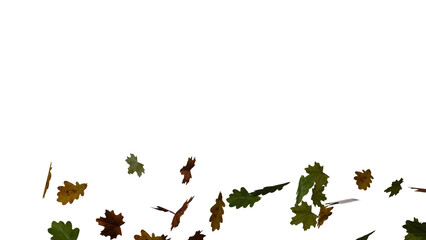 oak and maple leaves fall on transparent background