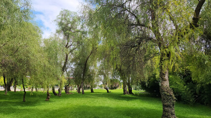 Peruvian pepper (Schninus molle) trees in a city park